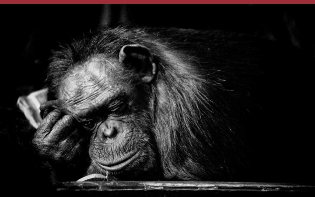 How to repurpose our ego energy